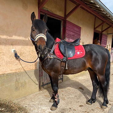 pension chevaux